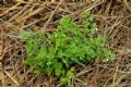 Salpichroa origanifolia